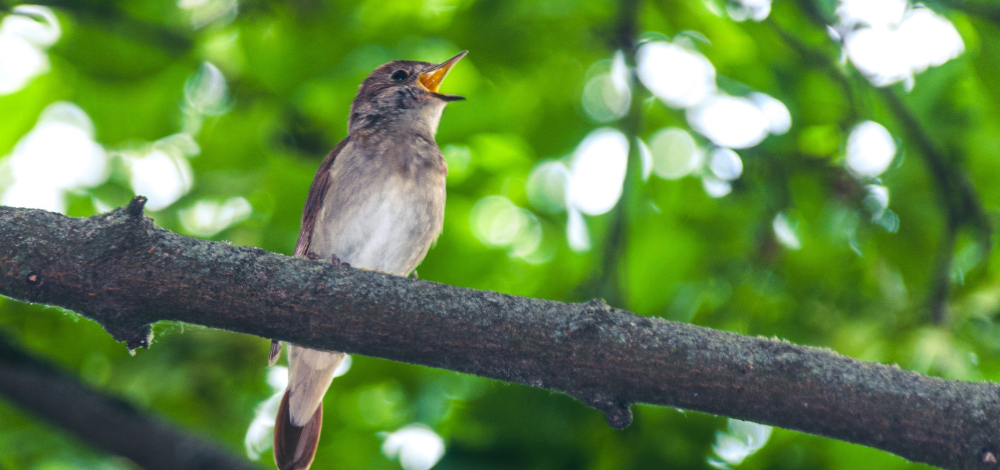 3. Dippser Chorfest „Liebe, Hoffnung, Zuversicht“