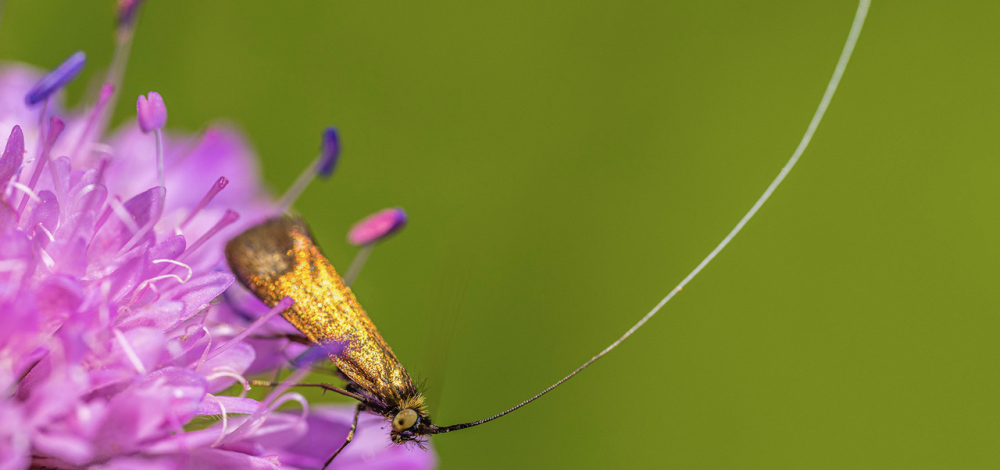 Schönheit des Vollkommenen - Naturfotografien von Christian Grayer