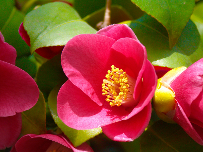 Kamelienblüte im Pillnitzer Schlosspark