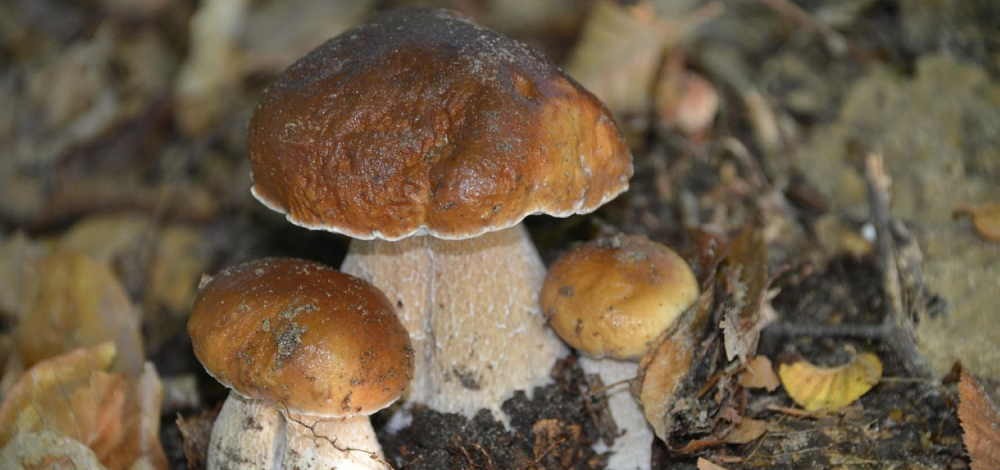 Pilzexkursion – für die ganze Familie