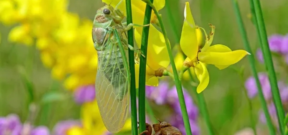 Natures Paradise im Mammutgarten