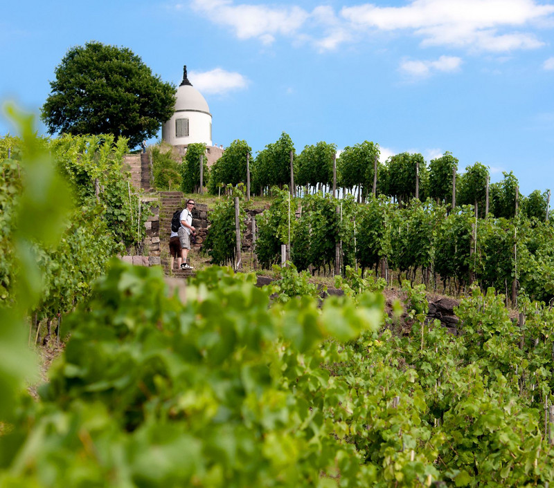 Weinbergswanderung im August