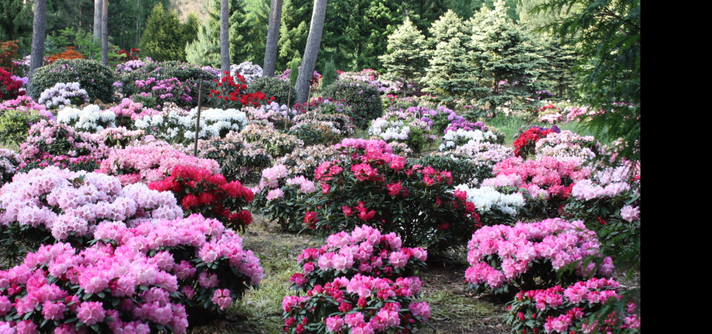 17. Tag der Parks und Gärten