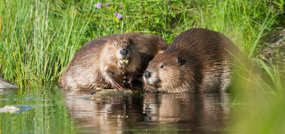 Kleine zoologische Frühlingsexkursion zu Lurchen, Biber und Kranich