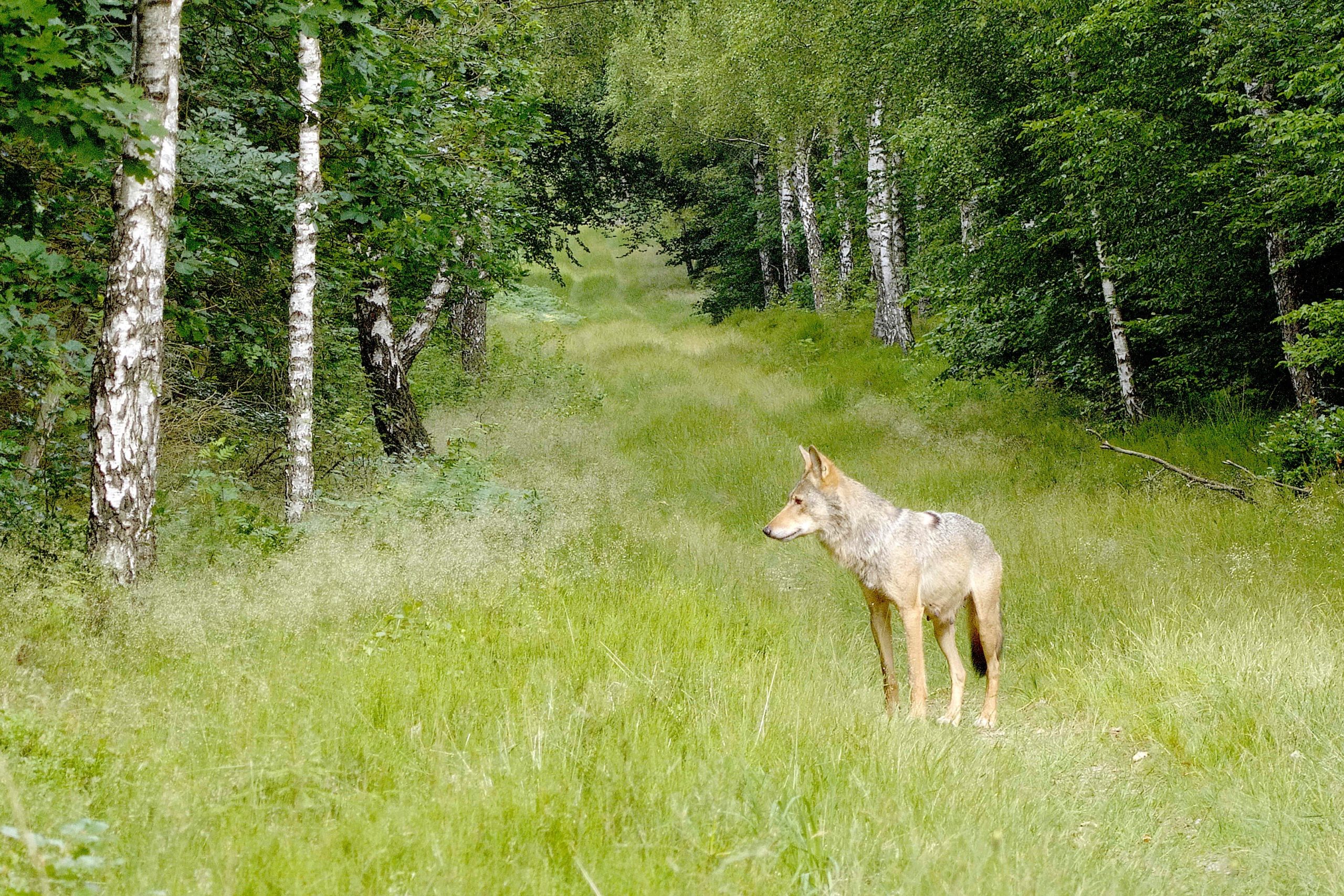 Wölfe und Menschen - Wege zur Koexistenz