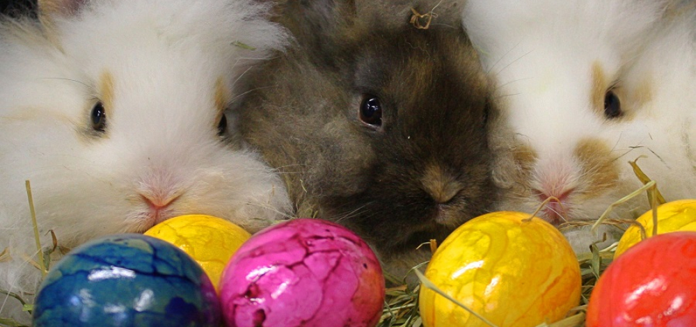 Oster(f)eiertage im Naturschutz-Tierpark Görlitz-Zgorzelec