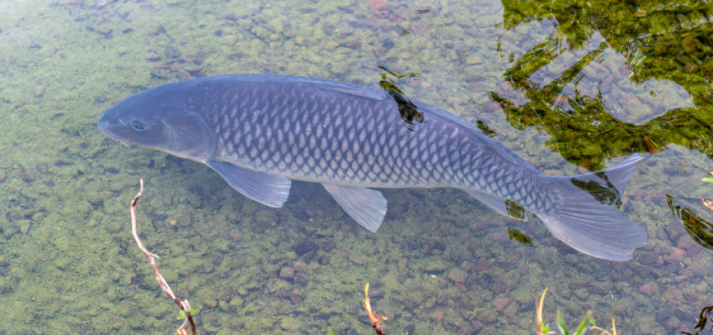 Ferienangebot : Schnitzeljagd am Teich – Wer findet Konny, den Karpfen?