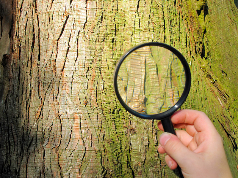 Ferienprogramm »Spurensuche im Pillnitzer Park«