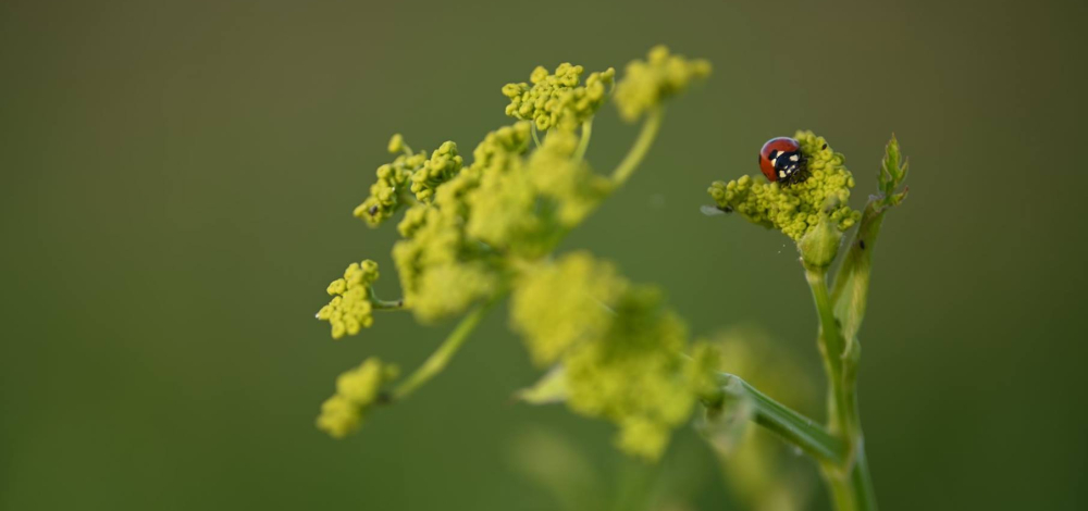 Hofspaziergang, Insekten-Exkursion für Kinder & Hofkino »Die Winzlinge«