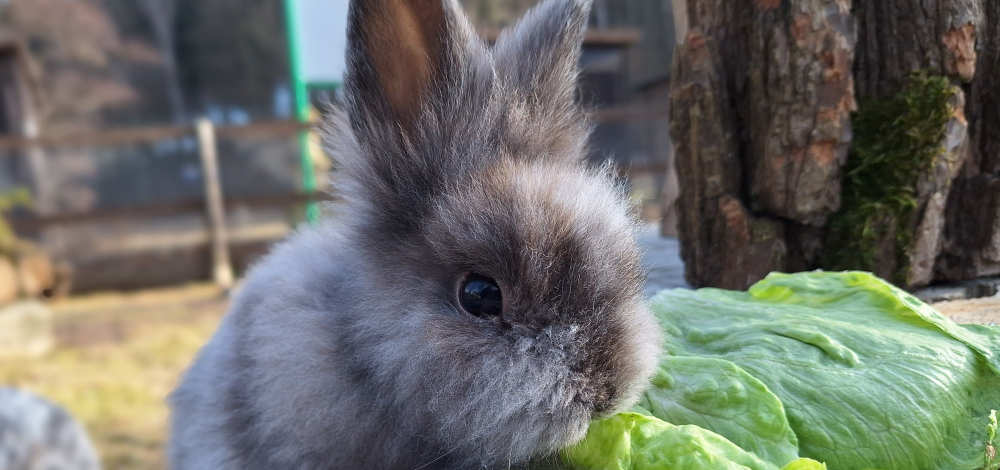 Besuch vom Osterhasen