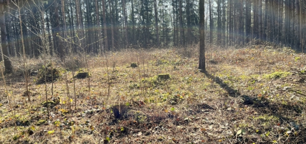 Öffentliche Pflanzaktion im Ostritzer Stadtwald