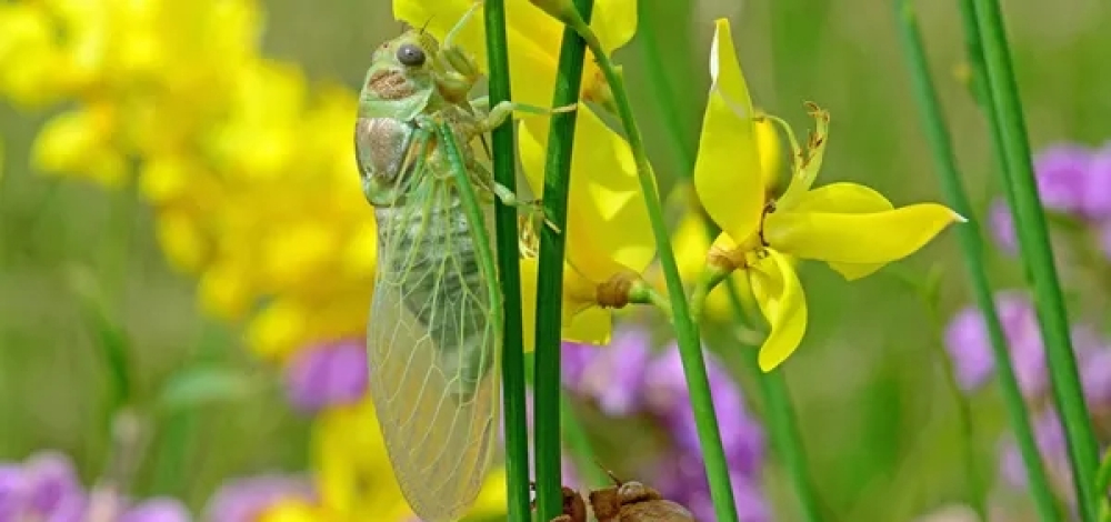 Natures Paradise im Mammutgarten