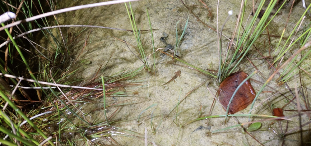 Praxistag der Jungen Naturwächter: Leben am Bach