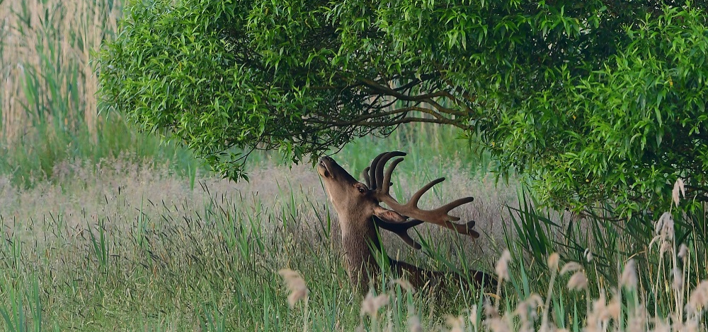 Hört, hört, der Hirsch, der röhrt – zur Hirschbrunft ins Wolfsgebiet