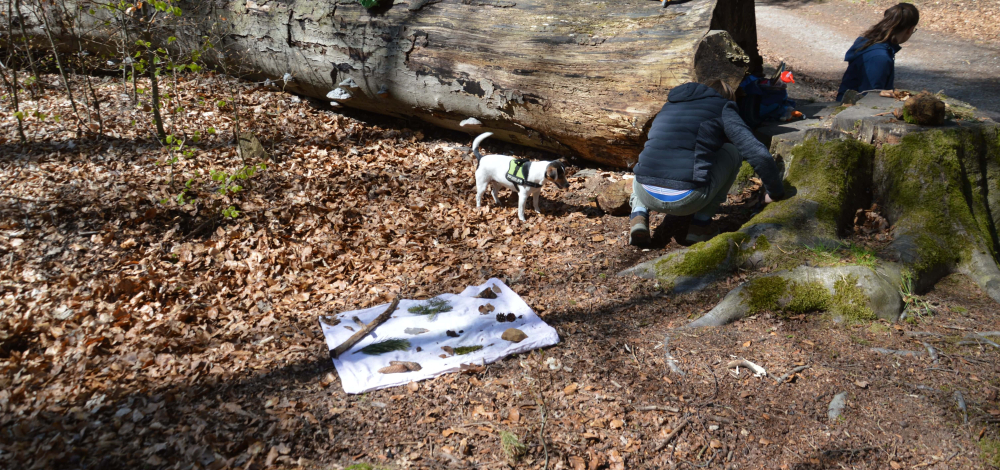 Praxistag der Jungen Naturwächter: Land-Art (Natur und Kunst)