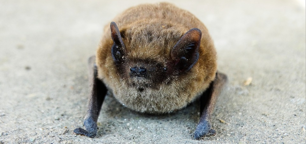 "Jäger der Nacht - Fledermäuse der Oberlausitz"