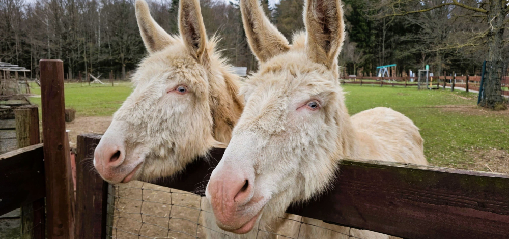Ostererlebnis im Tiergarten Höckendorfer Heide – Familienausflug, seltene Tiere und ein ganz besonderer Osterbesuch