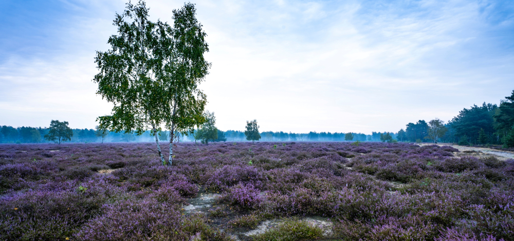 Insektenexkursion in der Göbelner Heide