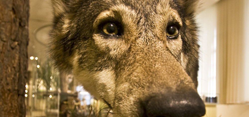 Sommerferienprogramm // Tiere der Oberlausitz