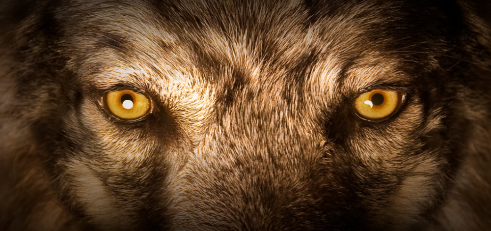 Einblicke ins Wildtiermonitoring