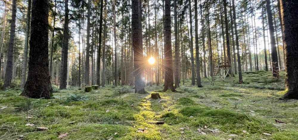 Themenwanderung zum Berufsausstieg - Dresdner Heide (7km, mittel)