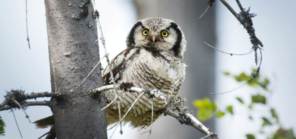 Vortrag: Vogelbegegnungen