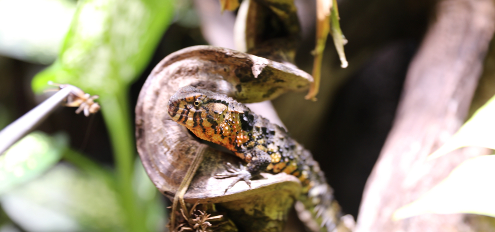 Terrarienfotografie im Vivarium