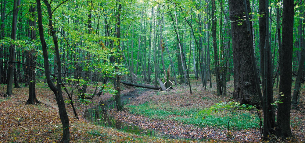 Mit dem Ranger unterwegs: Vogelstimmenwanderung in Wald und Aue
