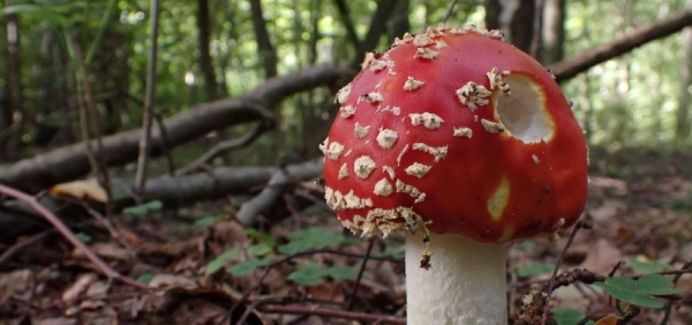 Herbstferien-Exkursion: Pilze im Ostritzer Stadtwald