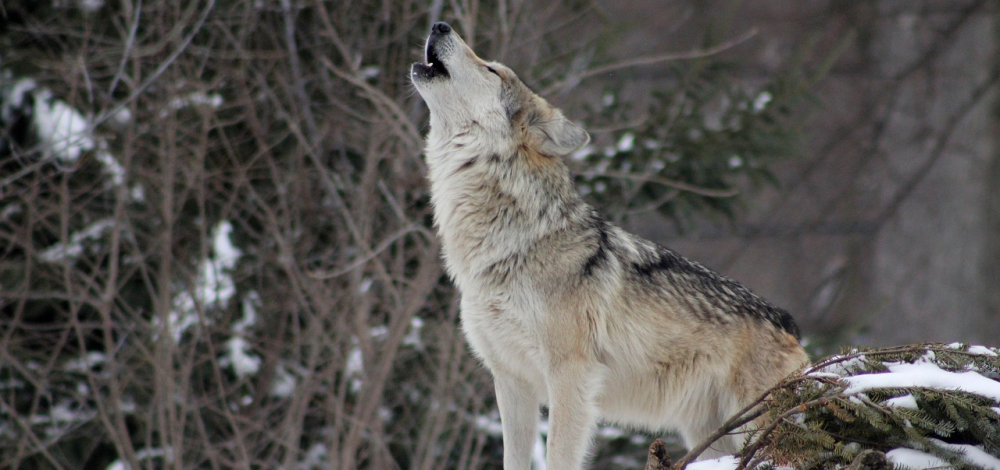 Naturkundlicher Vortrag: Der Wolf - Ein Problem für die Jagd auf Rotwild?