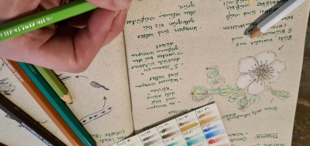 Natur durch Zeichnen entdecken – Nature-Journaling