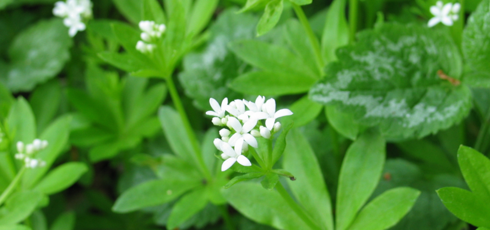 Pflanzentausch-Börse im Biosphärenreservat