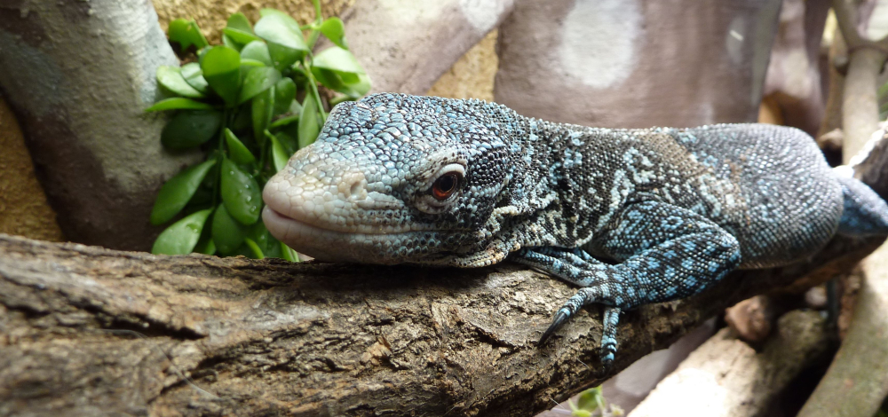 Exotische Begegnungen: 20 Jahre Vivarium im Senckenberg Museum