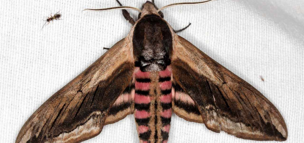 Naturkundliche Exkursion: Schmetterlinge der Nacht