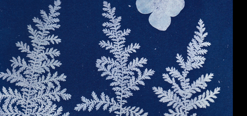 Familienangebot: Drucken mit Licht am Teich