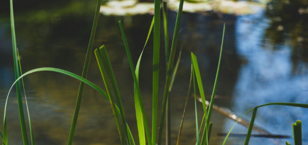 Raklitza-Aue, Feuchtgebiet Jäser bei Rietschen und die Dünen-Züge der Muskauer Heide –Insekten, Pflanzen, Tiere und Pilze an Landschaftsgrenzen