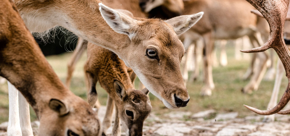 Fütterung im Wildpark Osterzgebirge