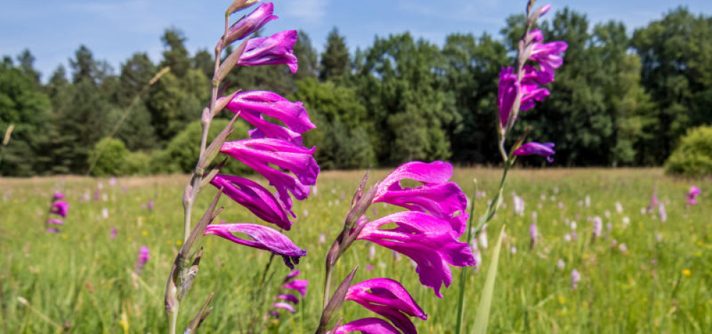 Exkursion: Fototour zur Wildgladiolenwiese