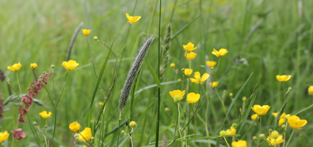 Workshop für Erwachsene: Kreative Experimente mit Naturfarben