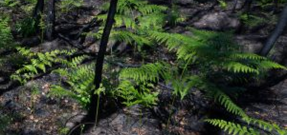 FÖRSTERWANDERUNG - "Durch die Gohrischheide - ein Jahr nach dem Waldbrand"