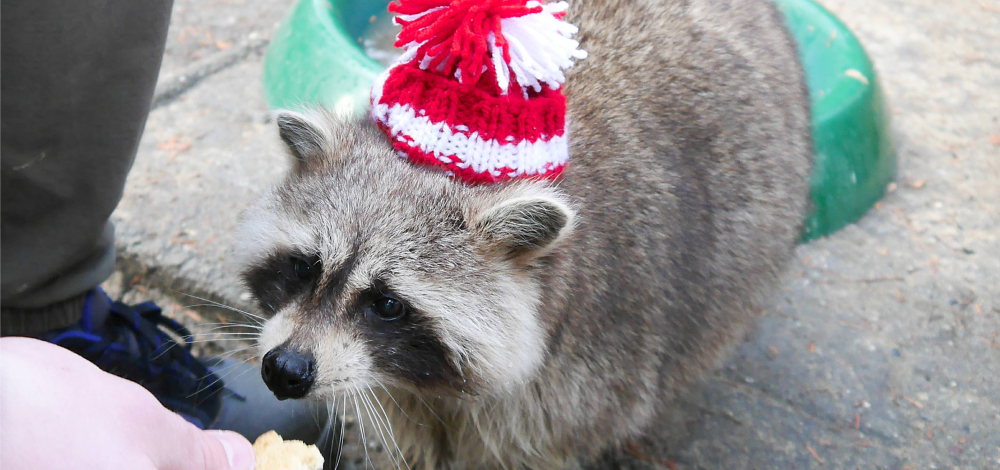 Auf zur tierischen Weihnacht in den Zoo nach Bischofswerda!