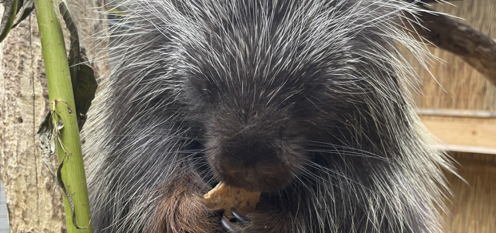 Großes Tierparkfest