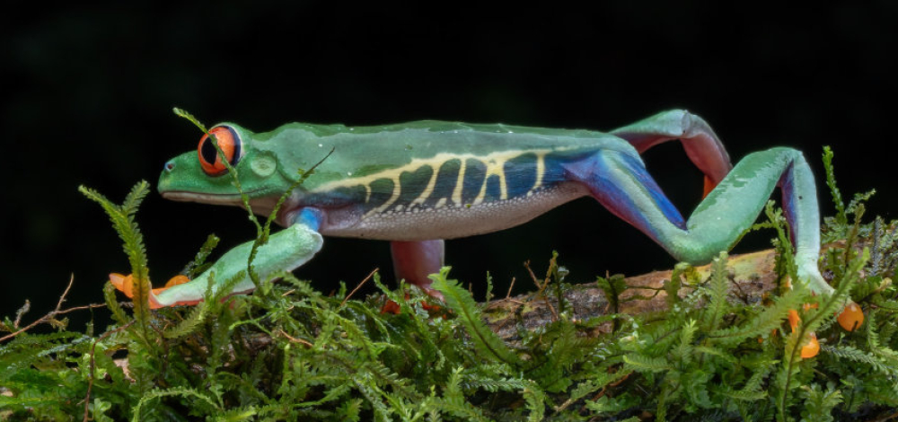 Wunderwelt der Amphibien