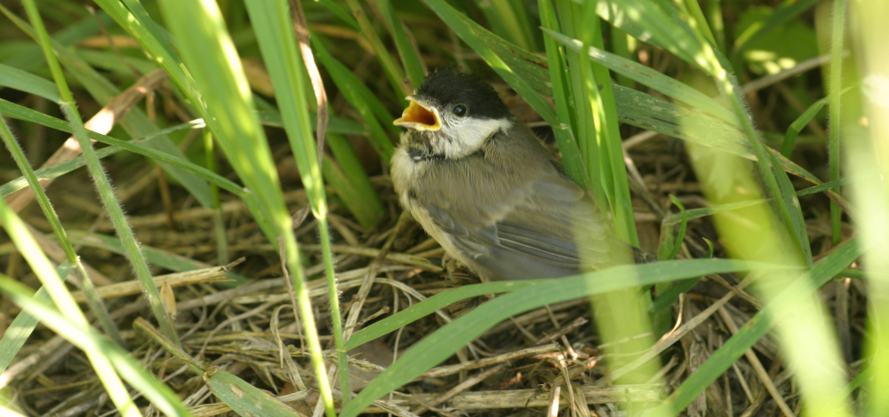 Vogelstimmenwanderung - die Vogelwelt des Schlechtebergs