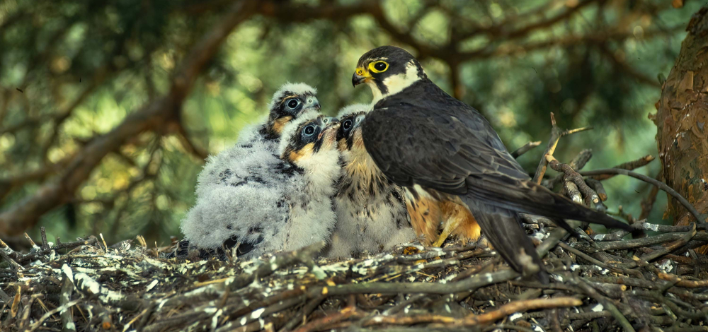 Naturkundlicher Vortrag: Greifvogelfotografie bis ins hohe Alter – nur die Verstecke ändern sich