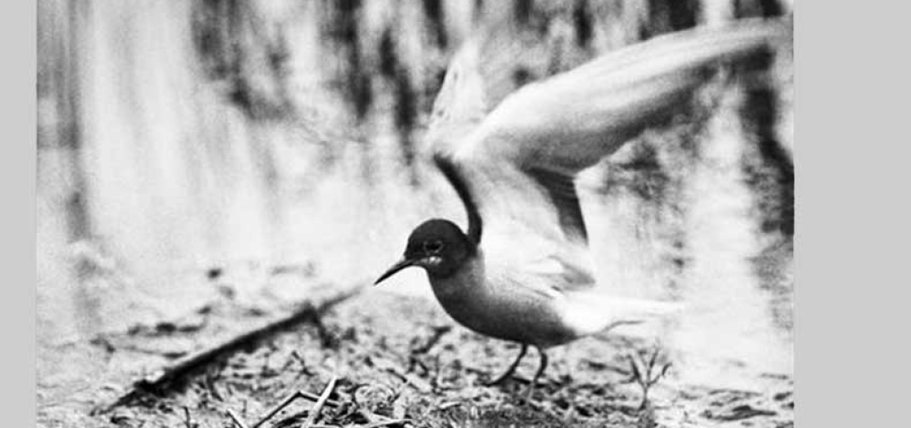 Vortrag zur Langen Nacht der Kirchen und Museen: Rudolf Zimmermann (1878-1943) - Ein Pionier der Tierfotografie