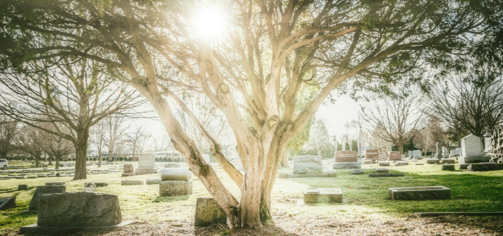 Mehr als nur Rasen - artenreiche Wiesen auf dem Görlitzer Friedhof