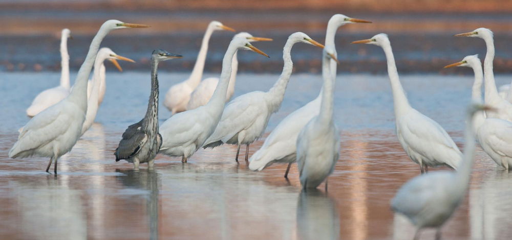 Naturkundliche Exkursion: Vogelzug in der Teichlausitz