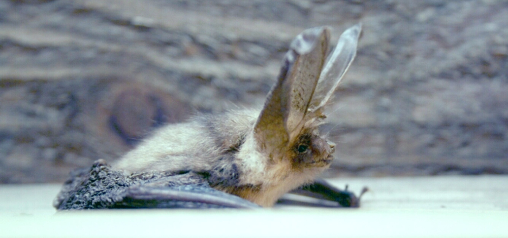 Fliegende Kobolde der Nacht - Fledermäuse in Sachsen