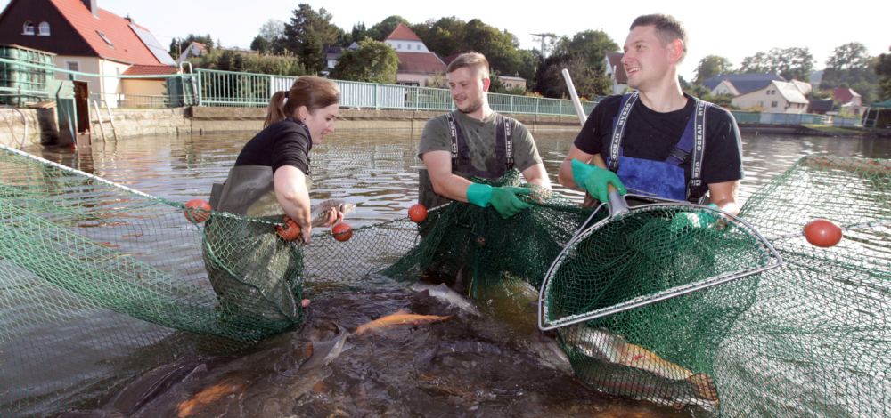 Abfischen am Dorfteich Reinhardtsgrimma